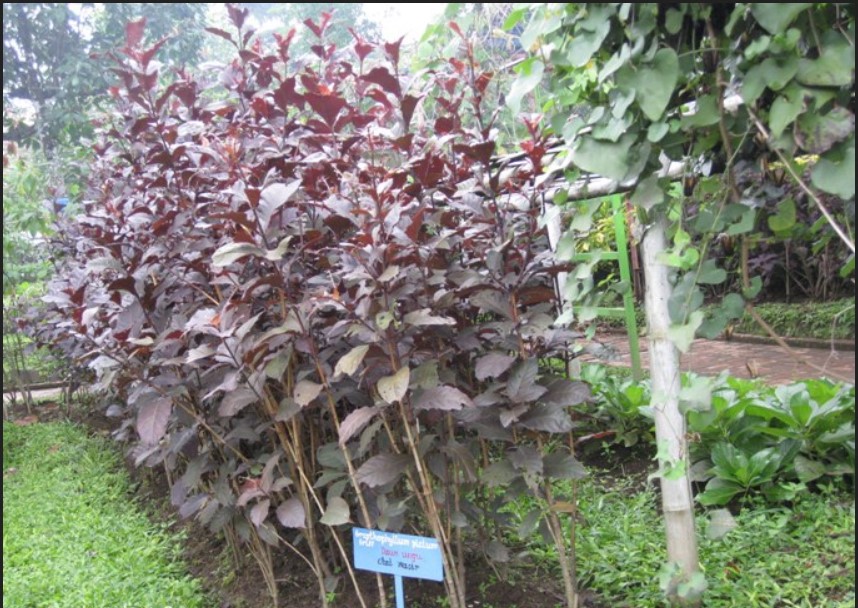 tanaman daun ungu di surabaya