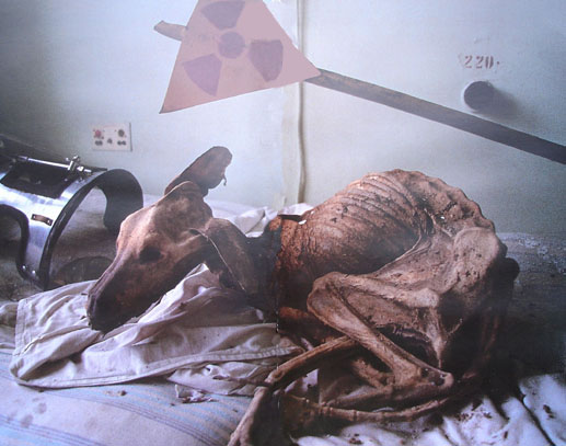 hewan yang terkena radiasi nuklir chernobyl