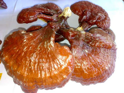 kandungan jamur Lingzhi dalam grosir afiafit