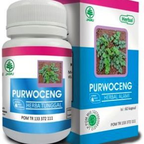 Purwoceng HIU Herbal Indo Utama Ekstrak Purwoceng Asli 